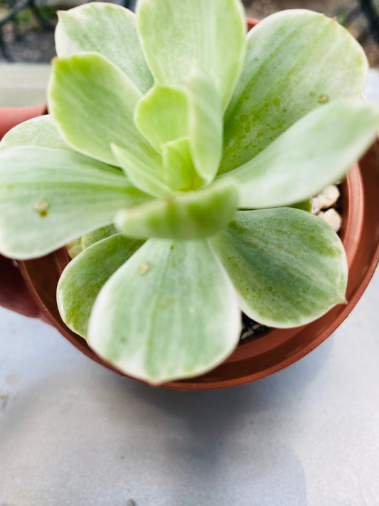 ID Mocha variegated