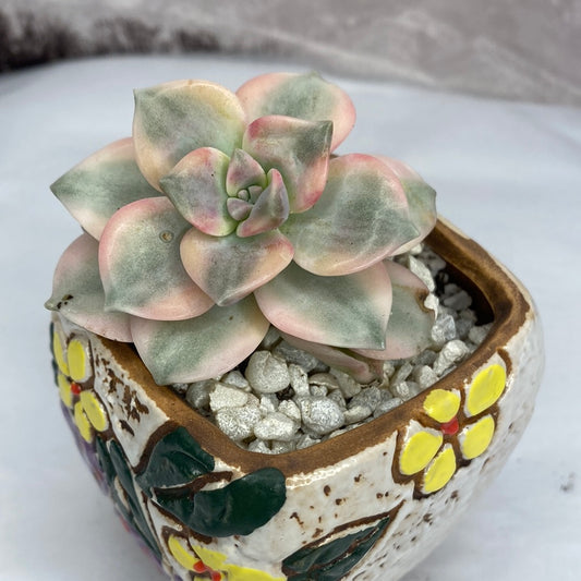 ID-Graptopetalum Purple Delight Variegated