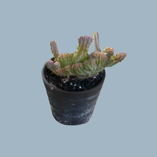 ID CACTUS Myrtillocactus Geometrizans