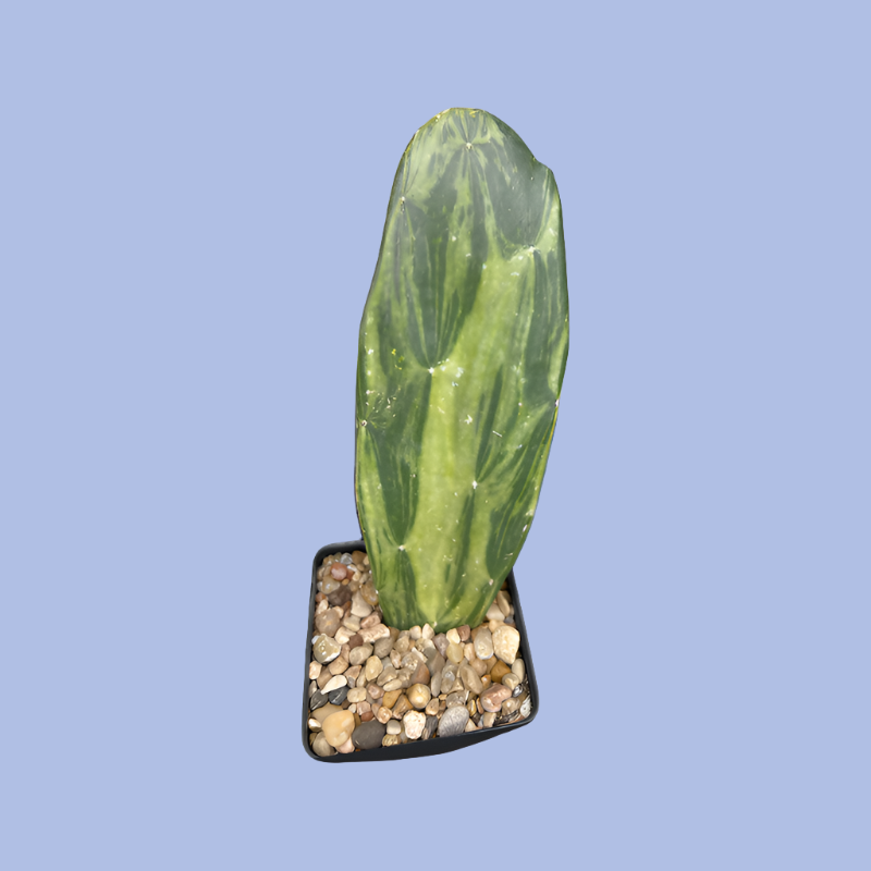 Opuntia variegated