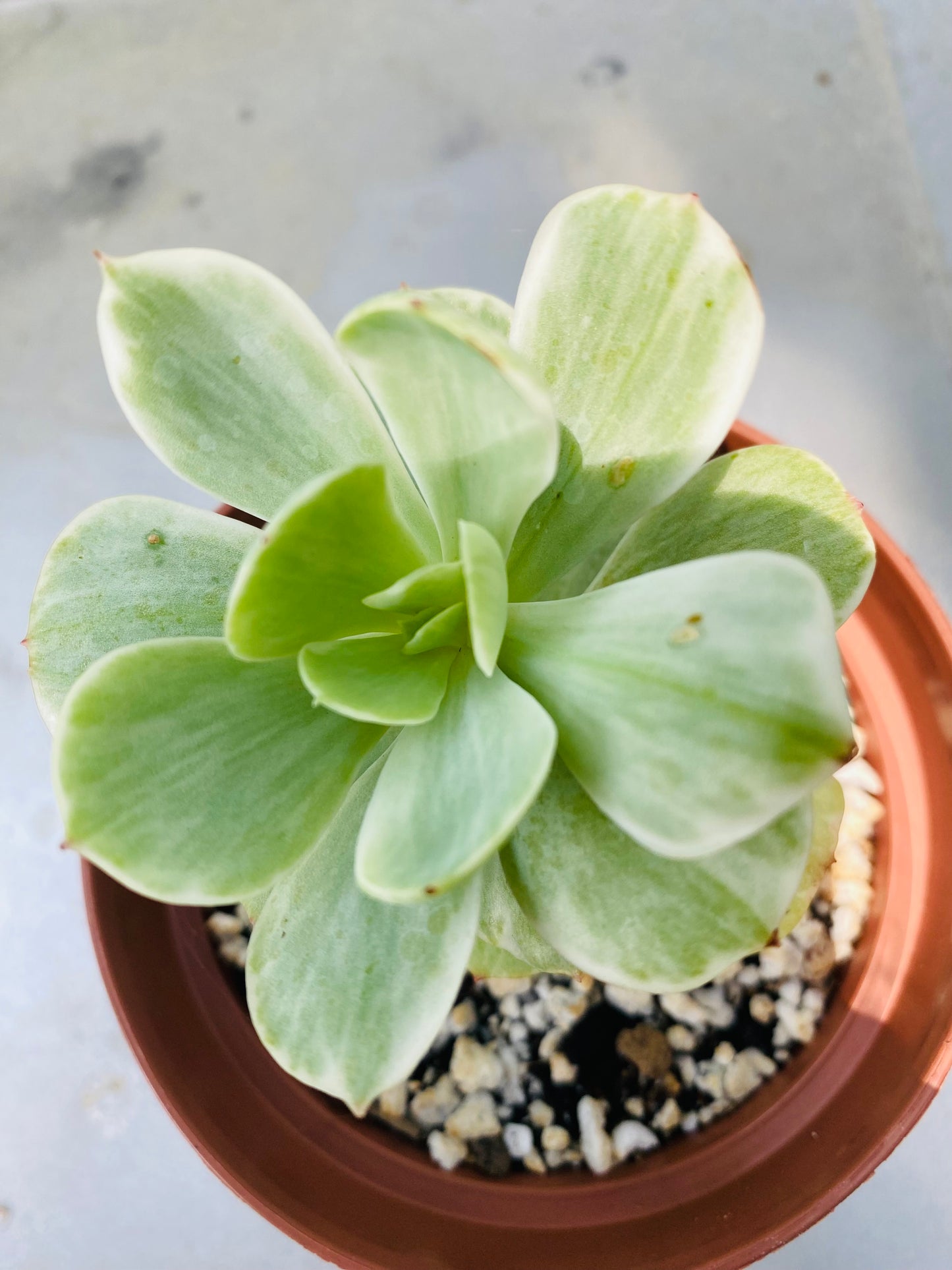 ID Mocha variegated