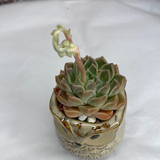 ID-Echeveria Sugar Heart Helena