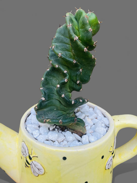 ID-Cereus forbesii Spiralis cactus