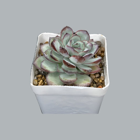 ID Echeveria Chubby bunny