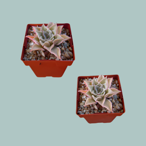 ID Echeveria Madiba