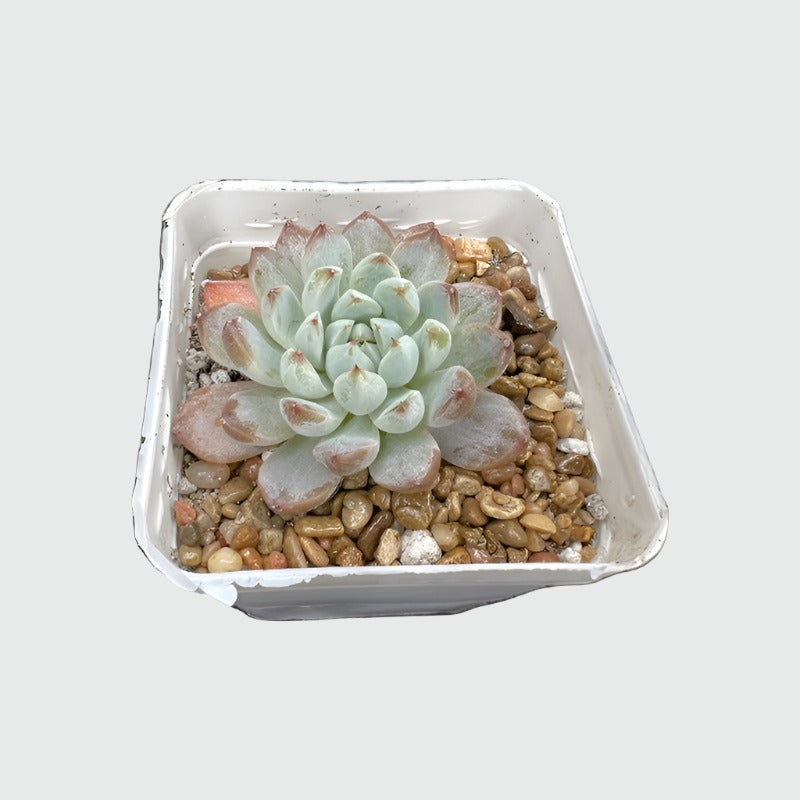 ID Echeveria White Line