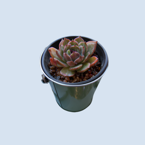 ID Echeveria White Soul