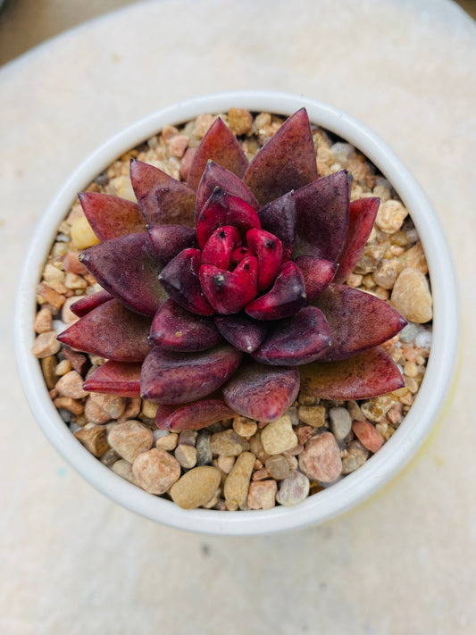 ID-Echeveria Profusion Rose