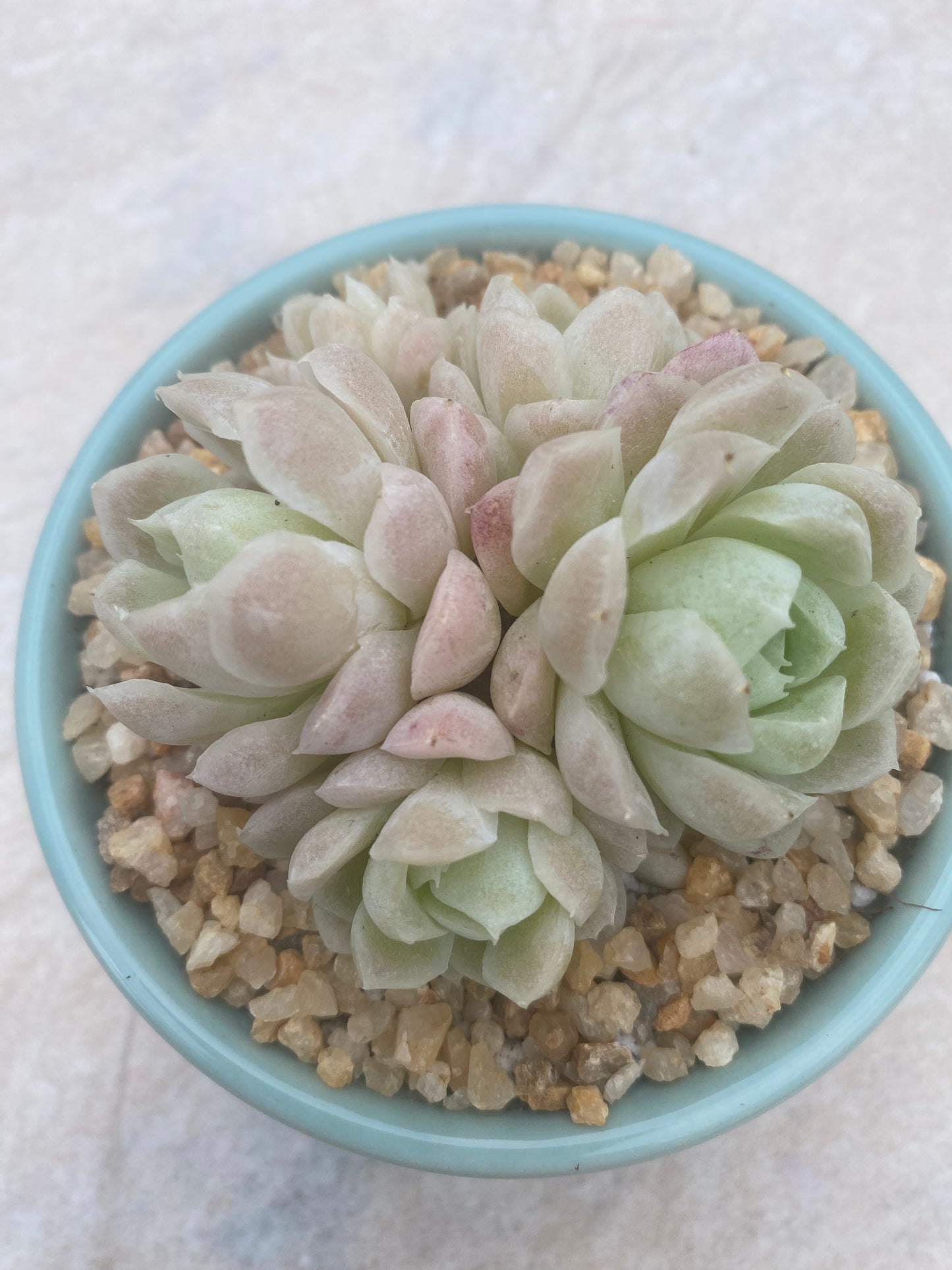 ID-Echeveria Elegans Alba Clustering