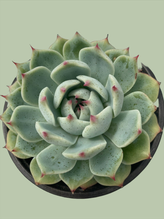 ID Echeveria Lindsayana