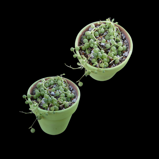 ID Senecio  String of Pearls (Curio rowleyanus)